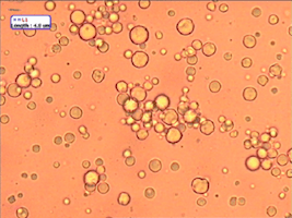 Milk before treatment with ROTOCAV cavitation